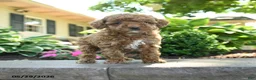 Toy Poodle dogs for sale: Willow - Ad 3