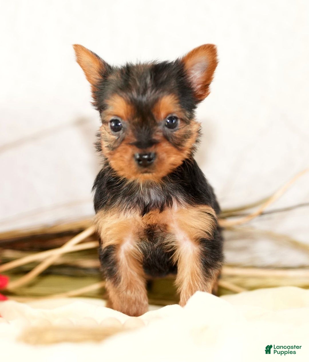 Morkie dogs for sale: Princess - Ad 2