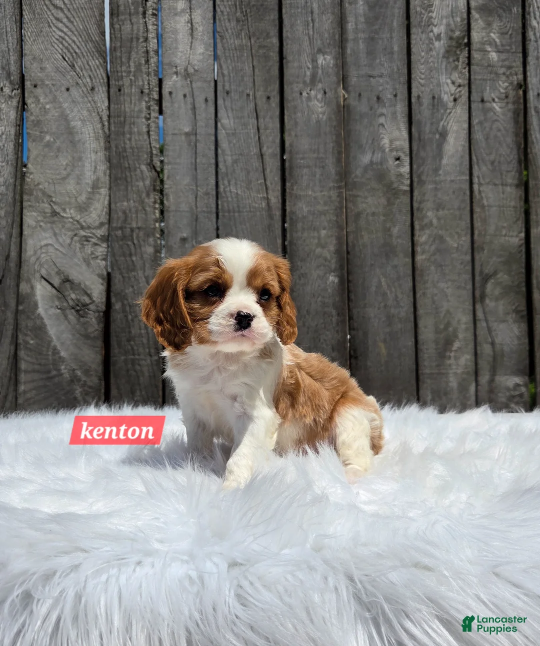 Cavalier King Charles Spaniel dogs for sale: Kenton - Ad 1