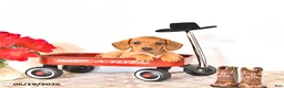 Miniature Dachshund dogs for sale: Shanda - Ad 3