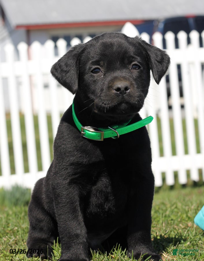 Labrador Retriever dogs Bubbles - Ad 1