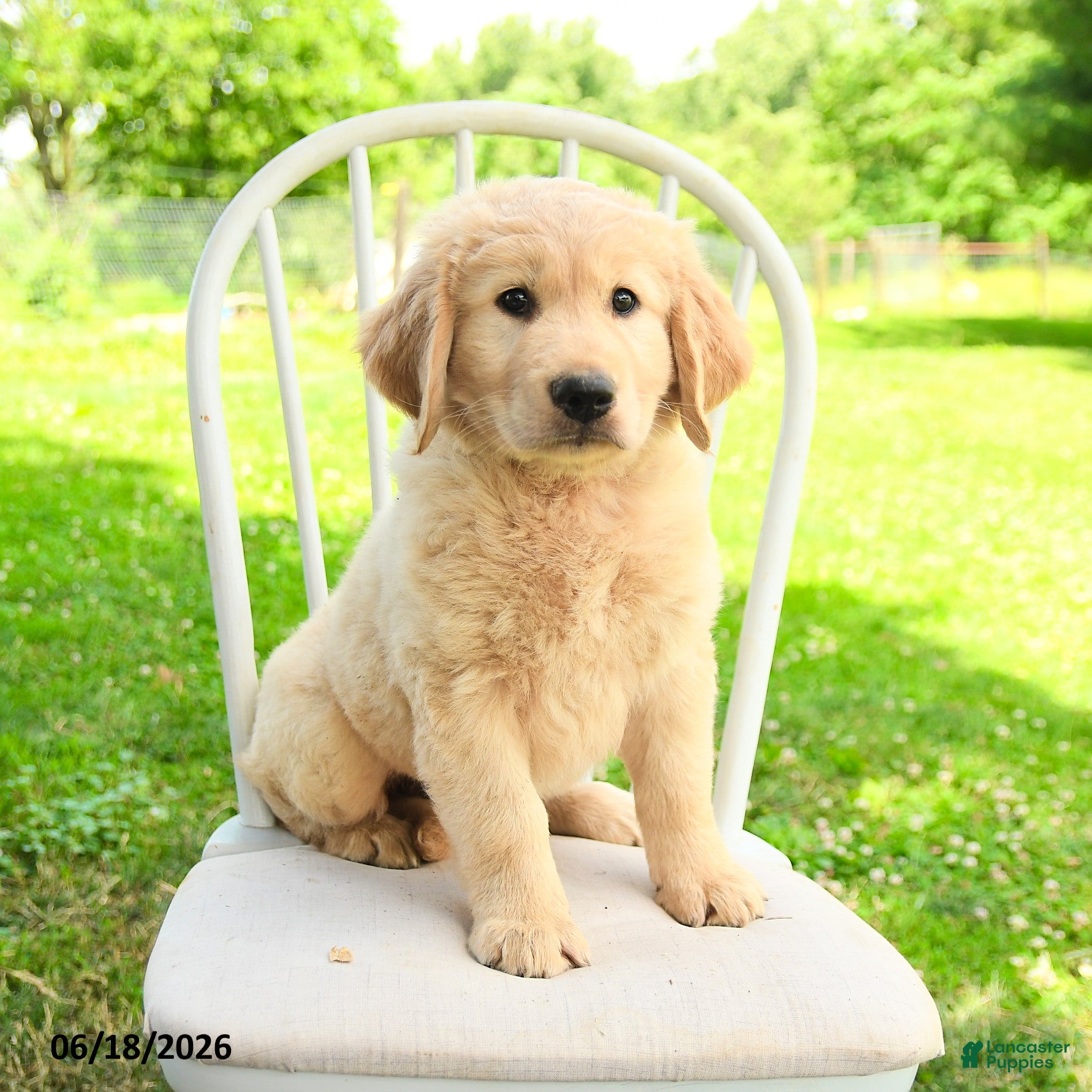 Mixed Breed dogs Augusta - Ad 2