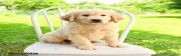 Mixed Breed dogs for sale: Augusta - Ad 3