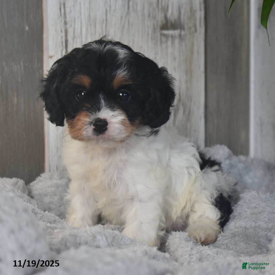 Cavapoo dogs for sale: Jolly - Ad 3