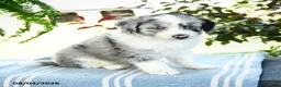 Aussiedoodle dogs for sale: Marshall - Ad 3