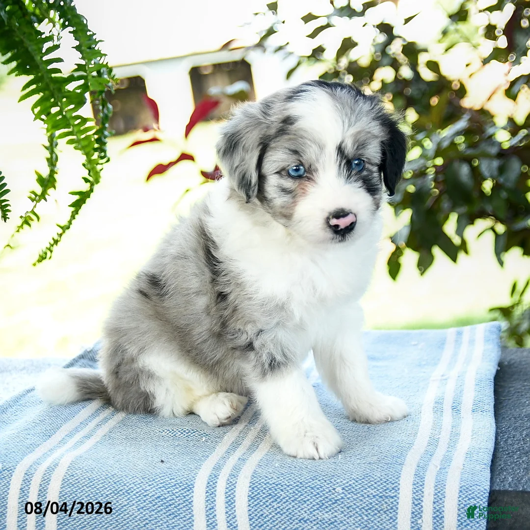 Aussiedoodle dogs for sale: Marshall - Ad 3