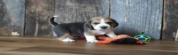 Beagle dogs for sale: Brett - Ad 2