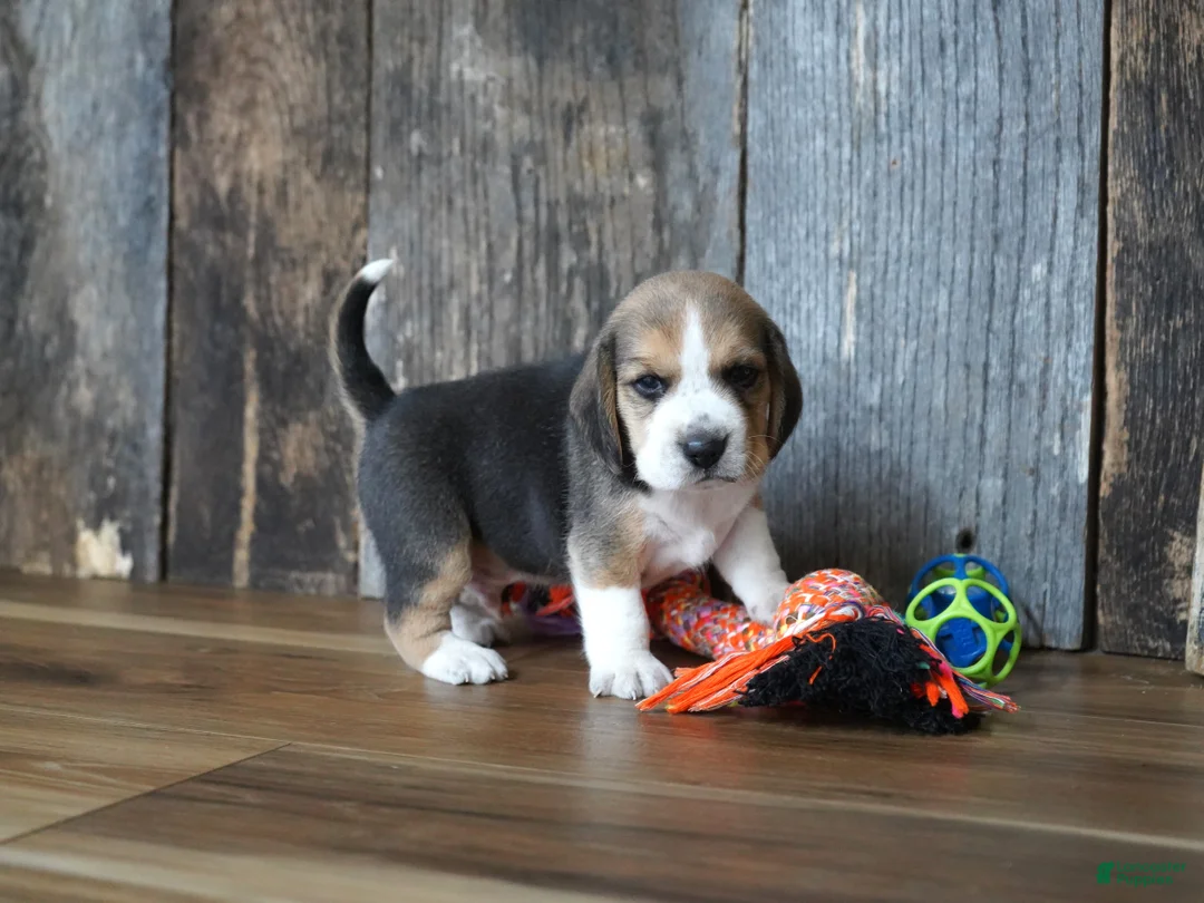 Beagle dogs for sale: Brett - Ad 2