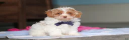 Mixed Breed dogs for sale: Teddy - Ad 4