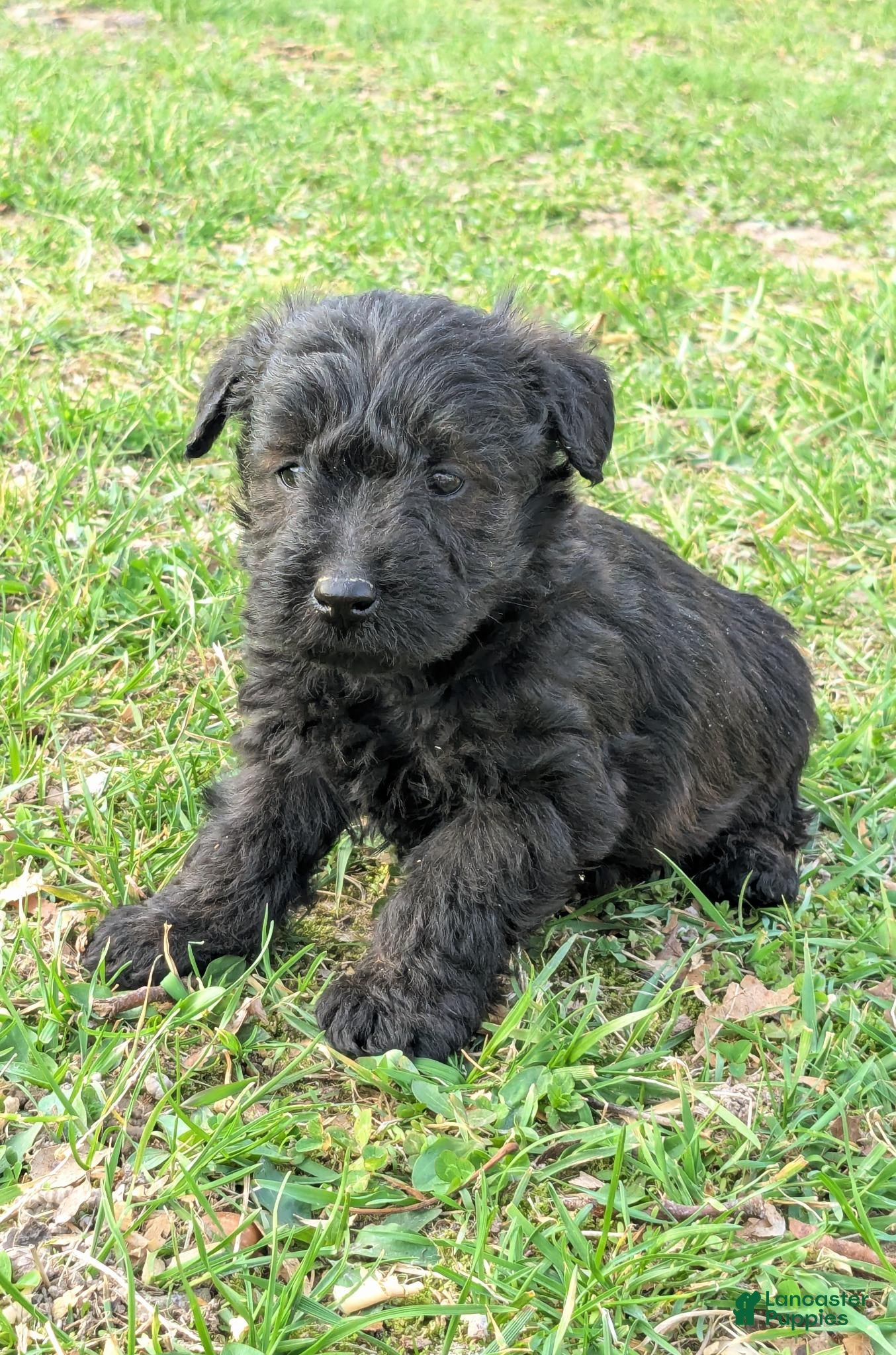 Mixed Breed dogs Ruger - Ad 2