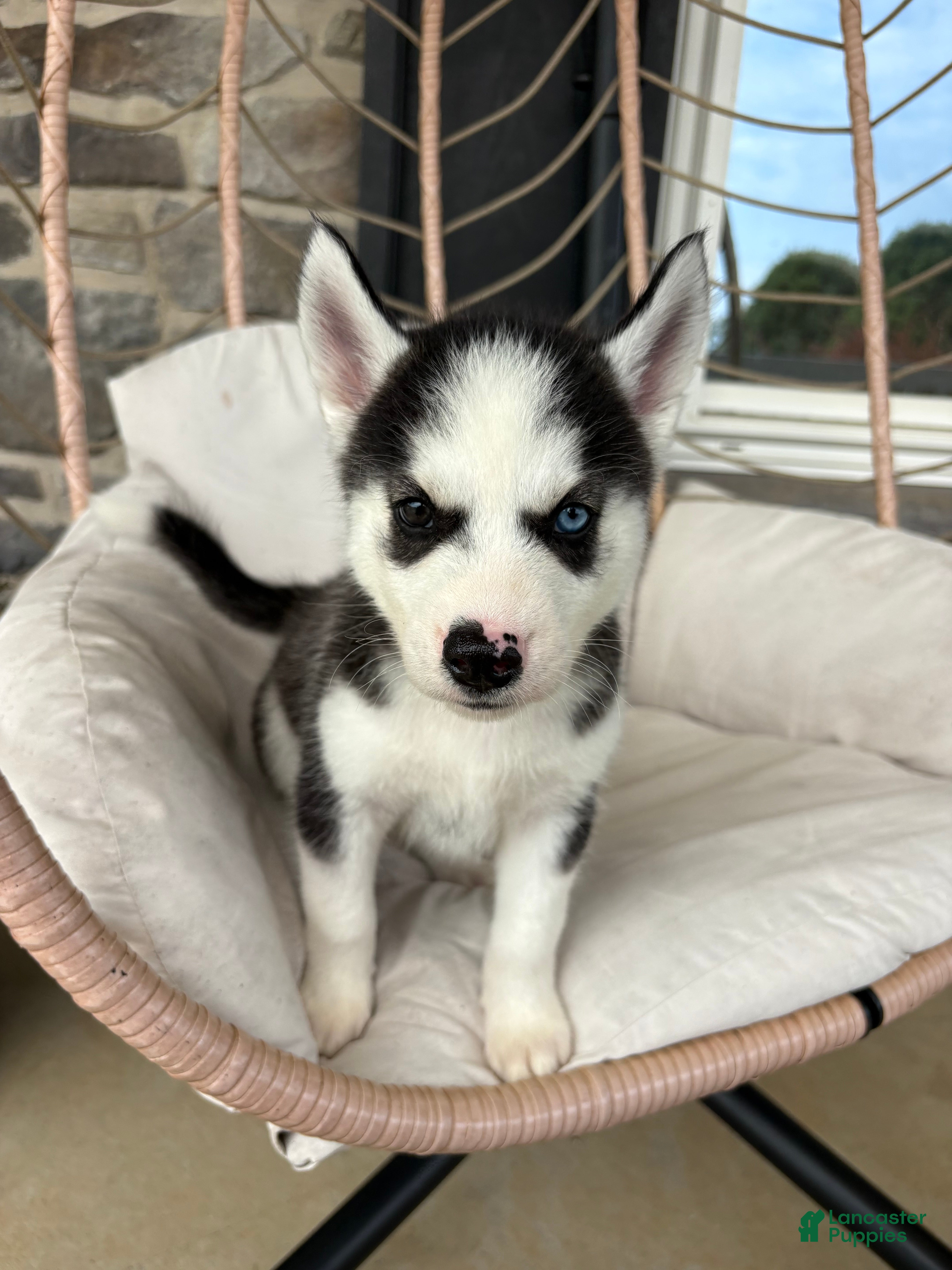 Siberian Husky dogs Siberian Husky 2 - Ad 1