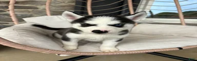 Siberian Husky 2