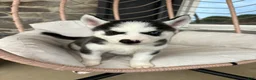 Siberian Husky dogs for sale: Siberian Husky 2 - Ad 1