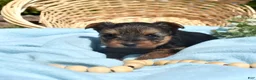 Yorkshire Terrier dogs for sale: Pretzel - Ad 5