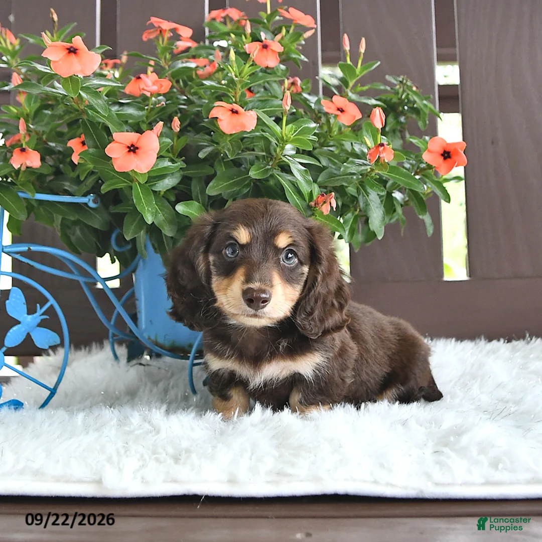 Miniature Dachshund dogs for sale: Kase - Ad 1