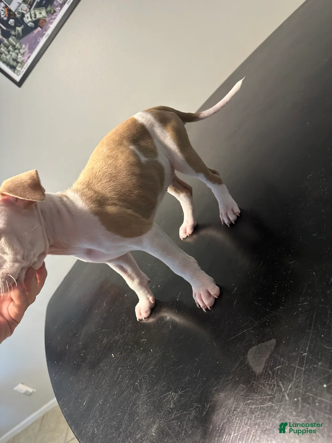 American Staffordshire Terrier dogs for sale: American Staffordshire Terrier Puppy 4 - Ad 2