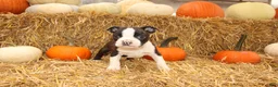 Boston Terrier dogs for sale: Jasper - Ad 2
