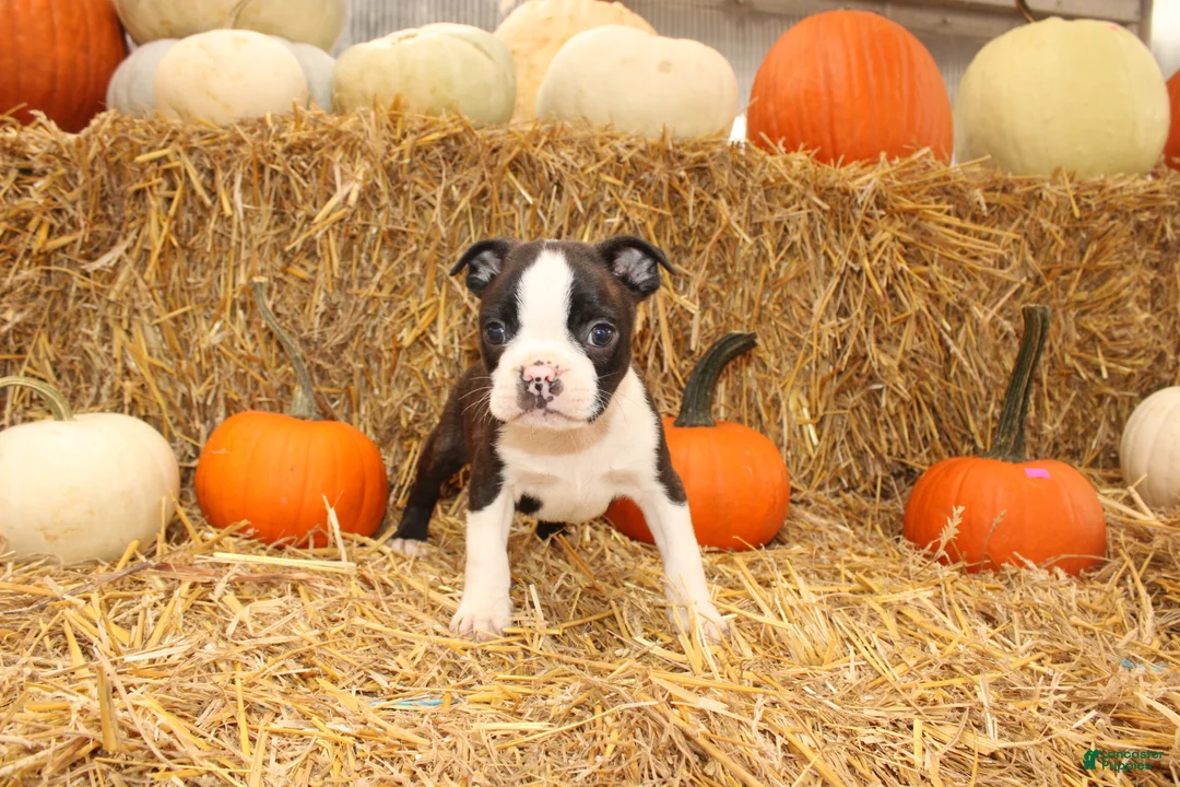 Boston Terrier dogs for sale: Jasper - Ad 2