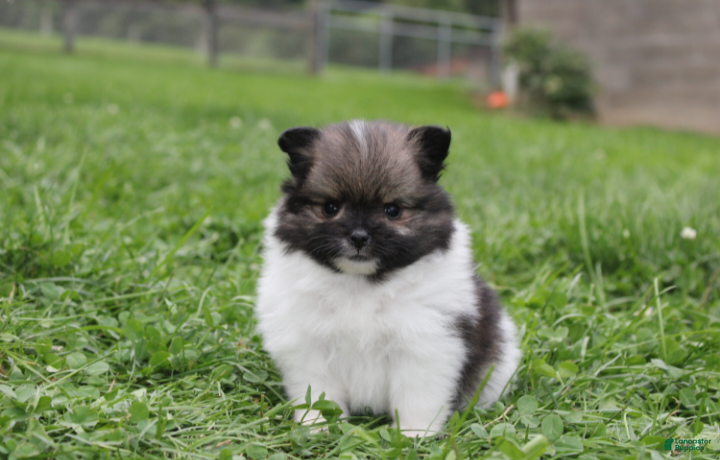 Pomeranian dogs Juno - Ad 1
