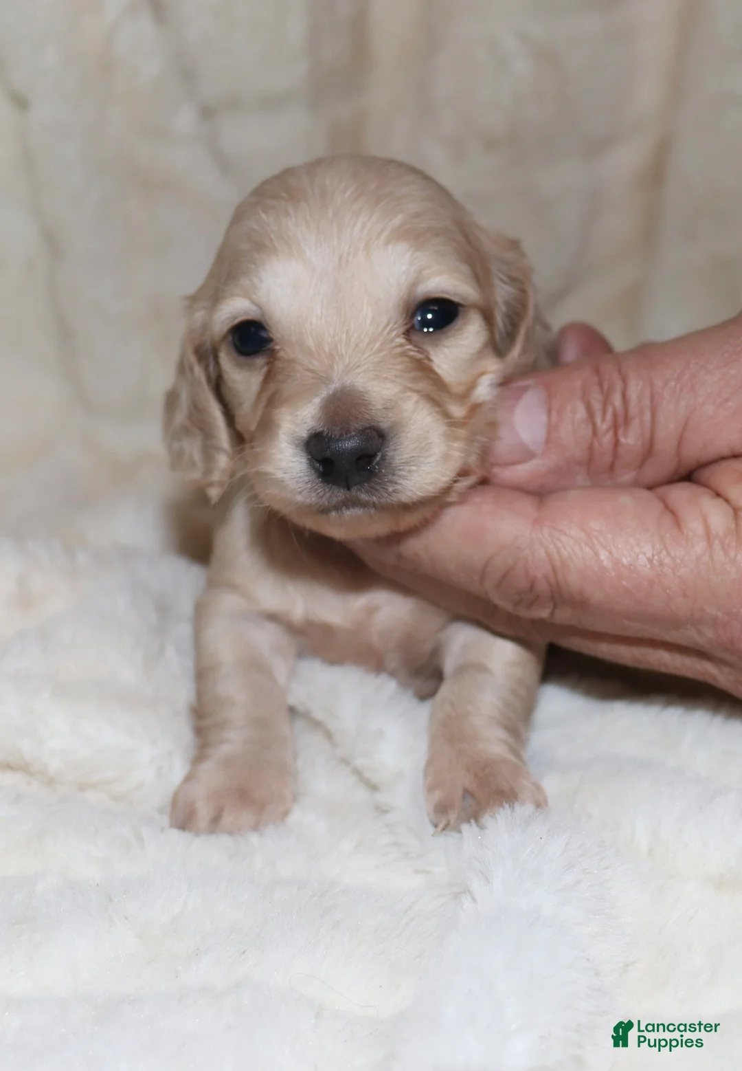 Dachshund dogs for sale: Pearl - Ad 1