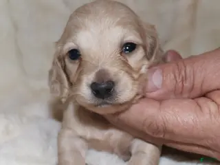 Dachshund dogs Pearl - Ad 37