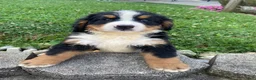Bernese Mountain Dog dogs for sale: Milo - Ad 5