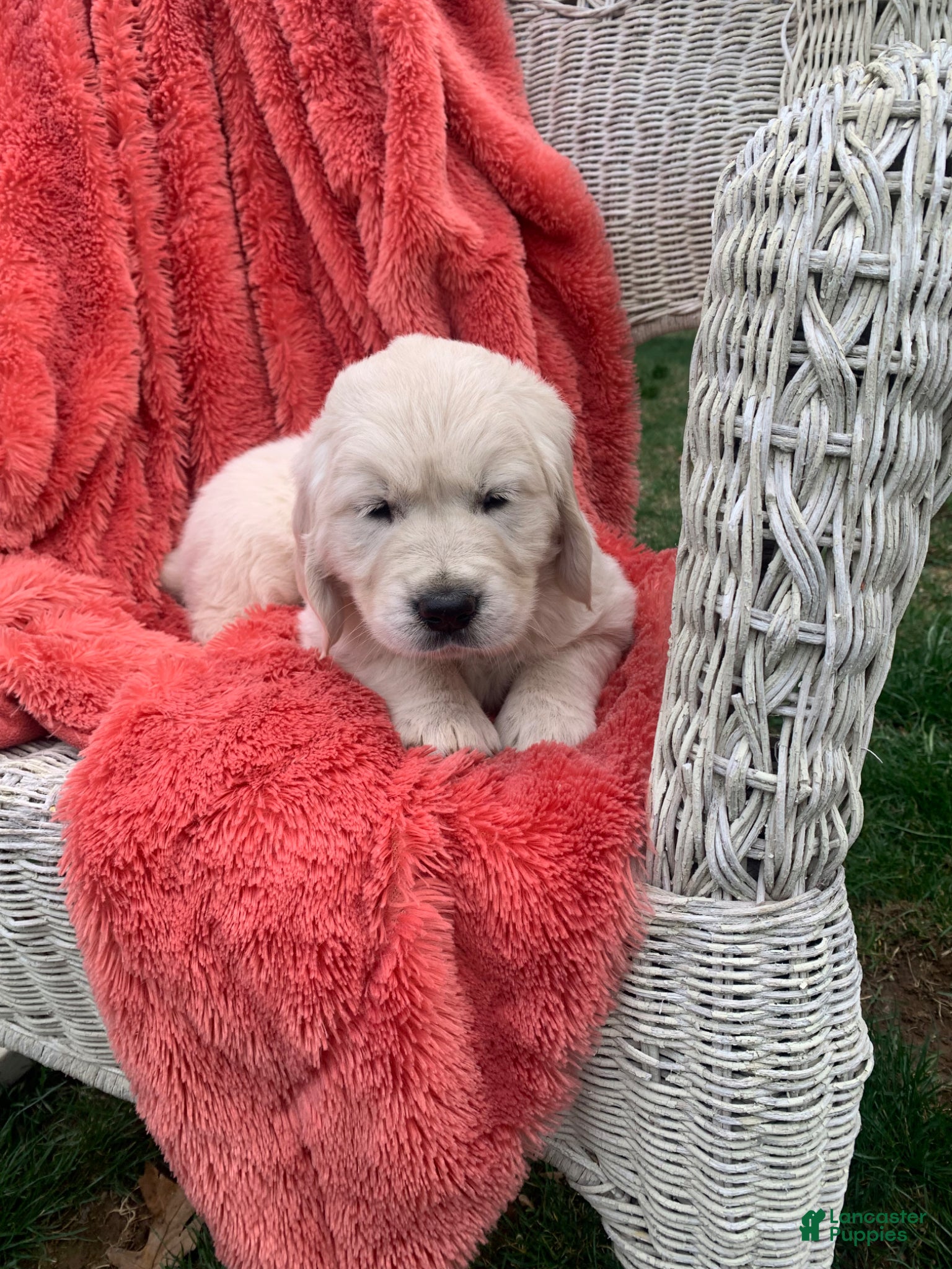 Golden Retriever dogs for sale: AKC Golden Retriever Puppy 6 - Ad 1