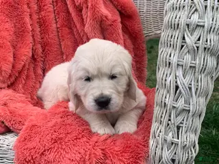 Golden Retriever dogs for sale: AKC Golden Retriever Puppy 6 - Ad 1