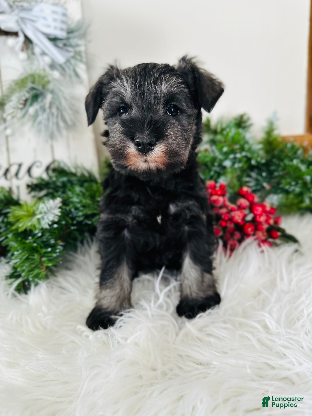 Miniature Schnauzer dogs for sale: Izzy - Ad 3