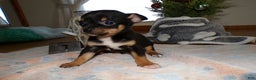 Chihuahua dogs for sale: Chihuahua Puppy 1 Sheila - Ad 2