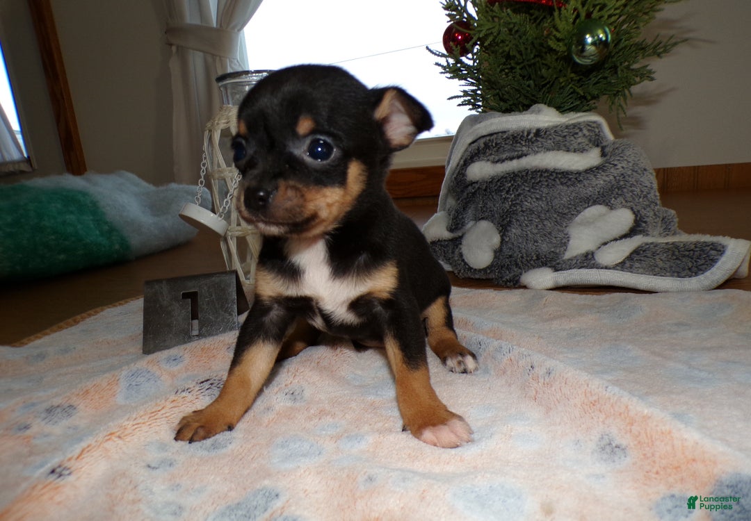 Chihuahua dogs for sale: Chihuahua Puppy 1 Sheila - Ad 2