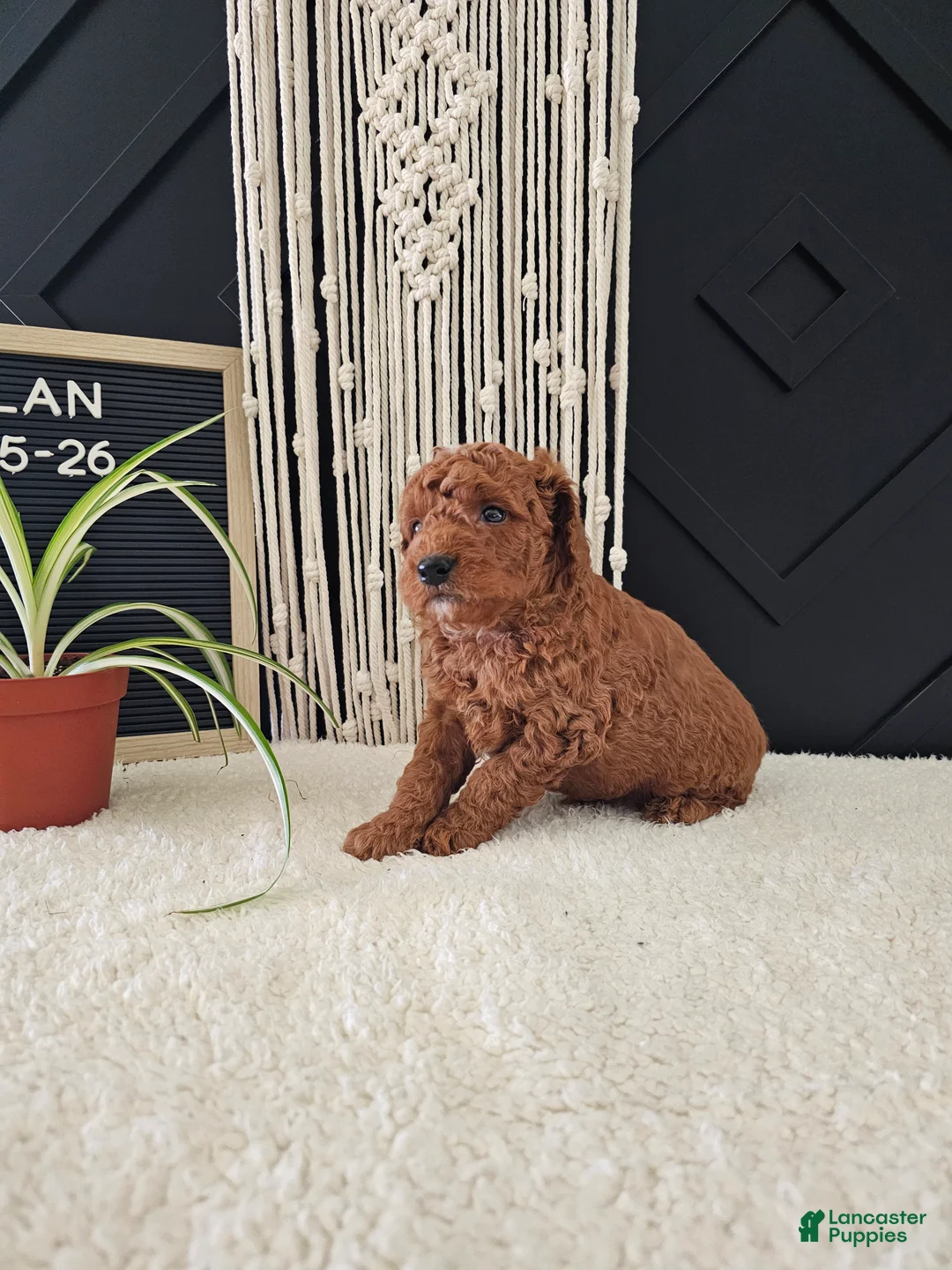 Mini Goldendoodle dogs for sale: Dylan - Ad 8