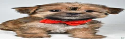 Shorkie dogs for sale: Archie - Ad 6