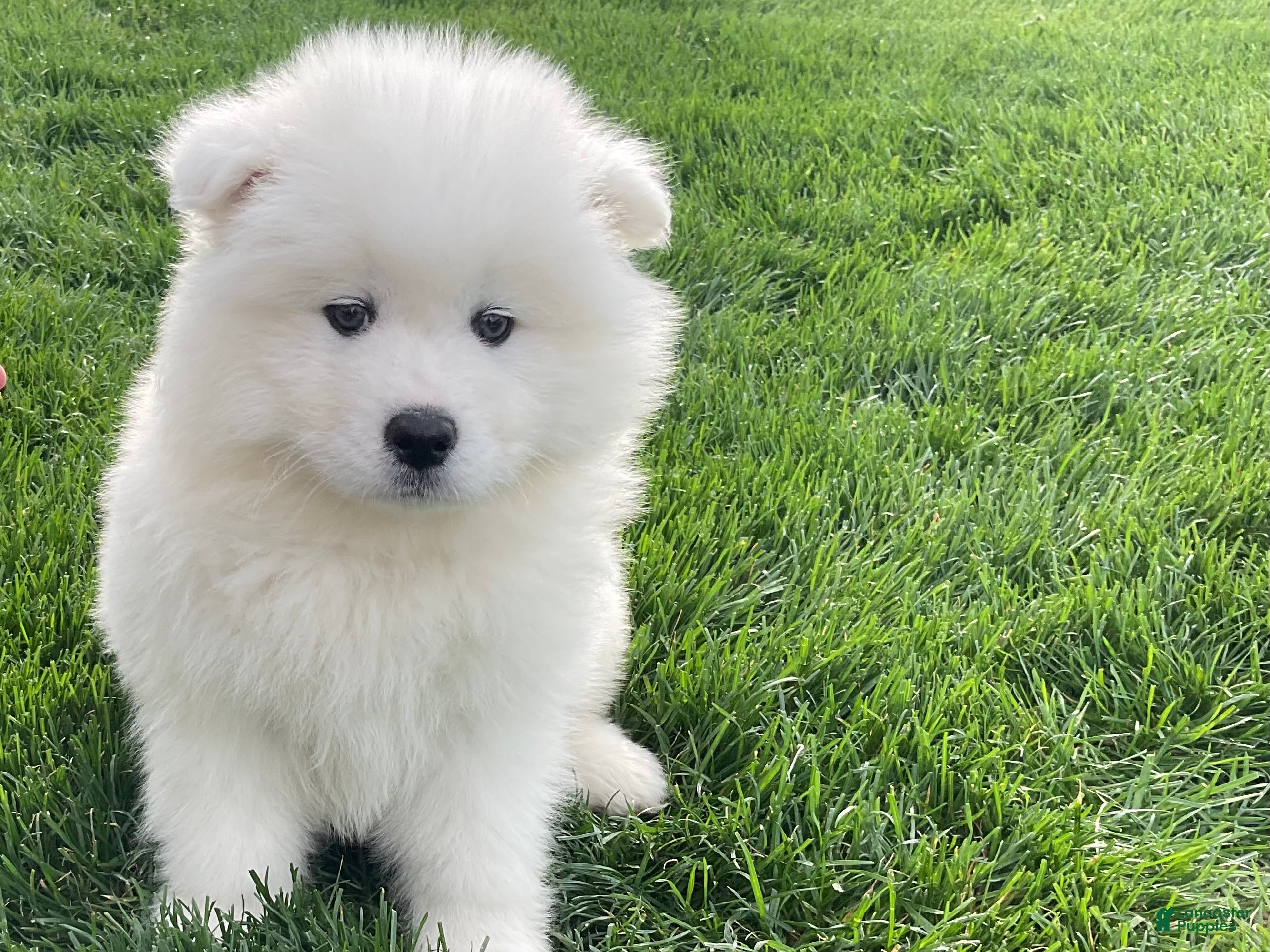 Samoyed dogs Carter  - Ad 2