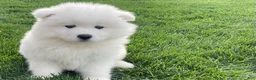 Samoyed dogs for sale: Carter  - Ad 2