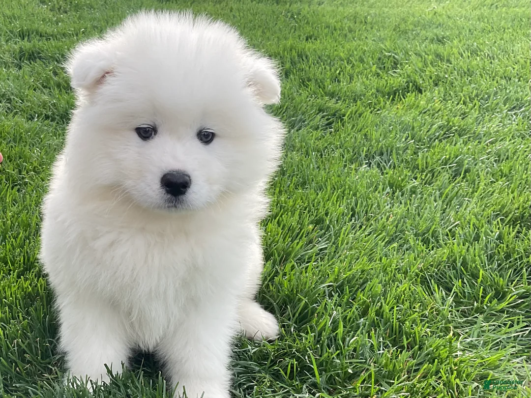 Samoyed dogs for sale: Carter  - Ad 2