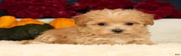 Havapoo dogs for sale: Riley - Ad 5