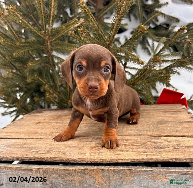 Miniature Dachshund dogs Clover - Ad 29
