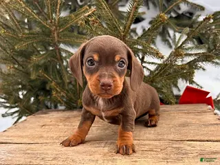 Miniature Dachshund dogs Clover - Ad 29