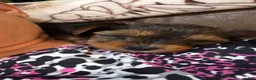 Yorkshire Terrier dogs for sale: Yorkshire Terrier 4 Boys  - Ad 10