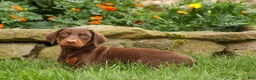 Doberman Pinscher dogs for sale: DASHER - Ad 4