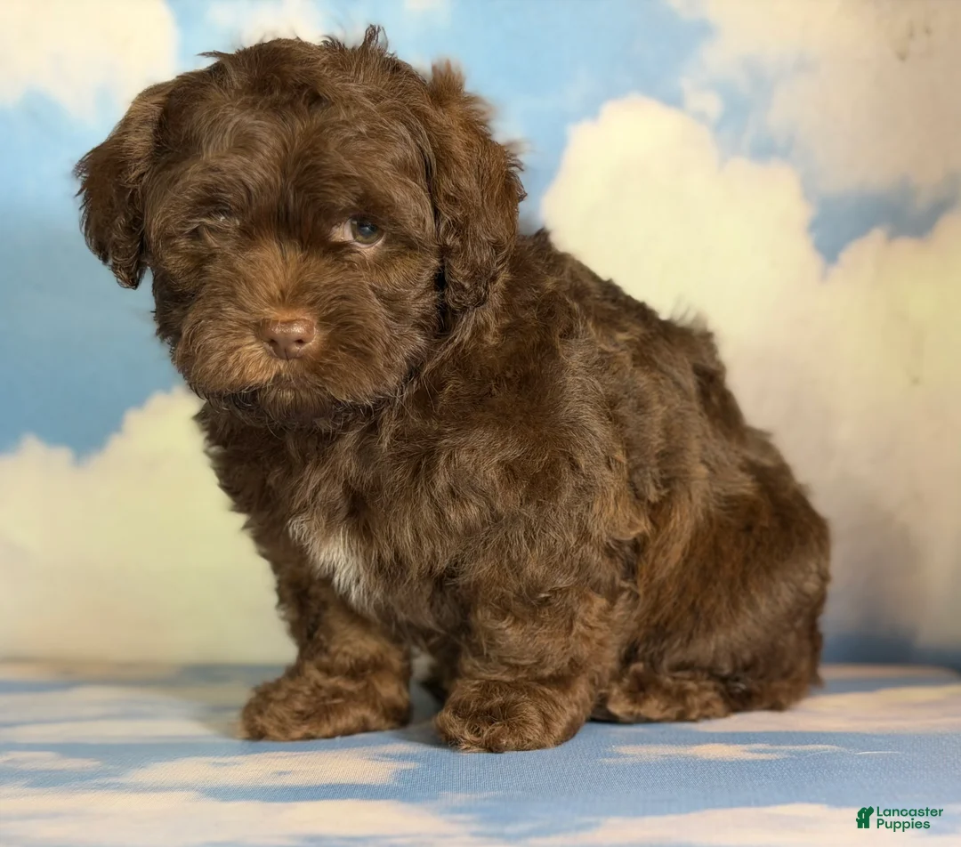Shihpoo dogs for sale: Fudge  - Ad 4