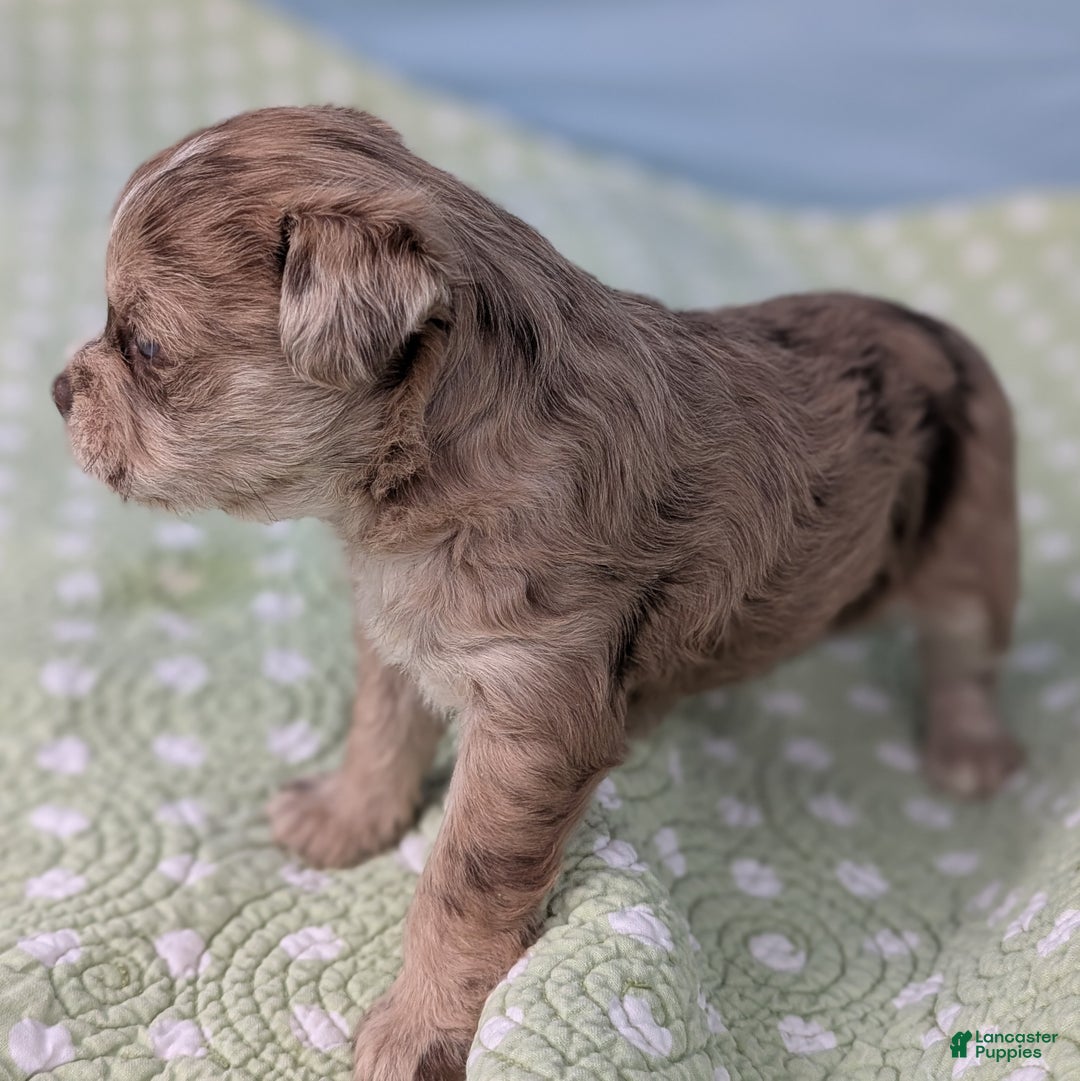 Mixed Breed dogs for sale: Queen - Ad 10