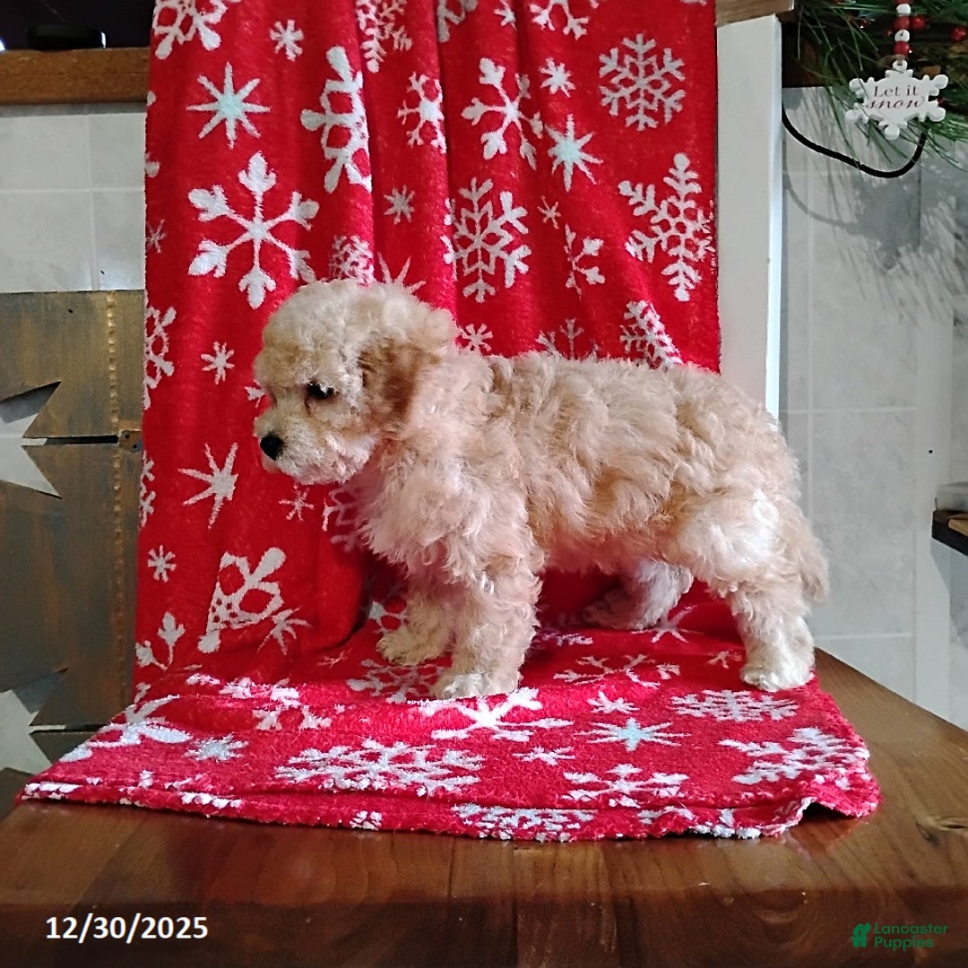 Mini Bernedoodle dogs for sale: Roselani - Ad 8