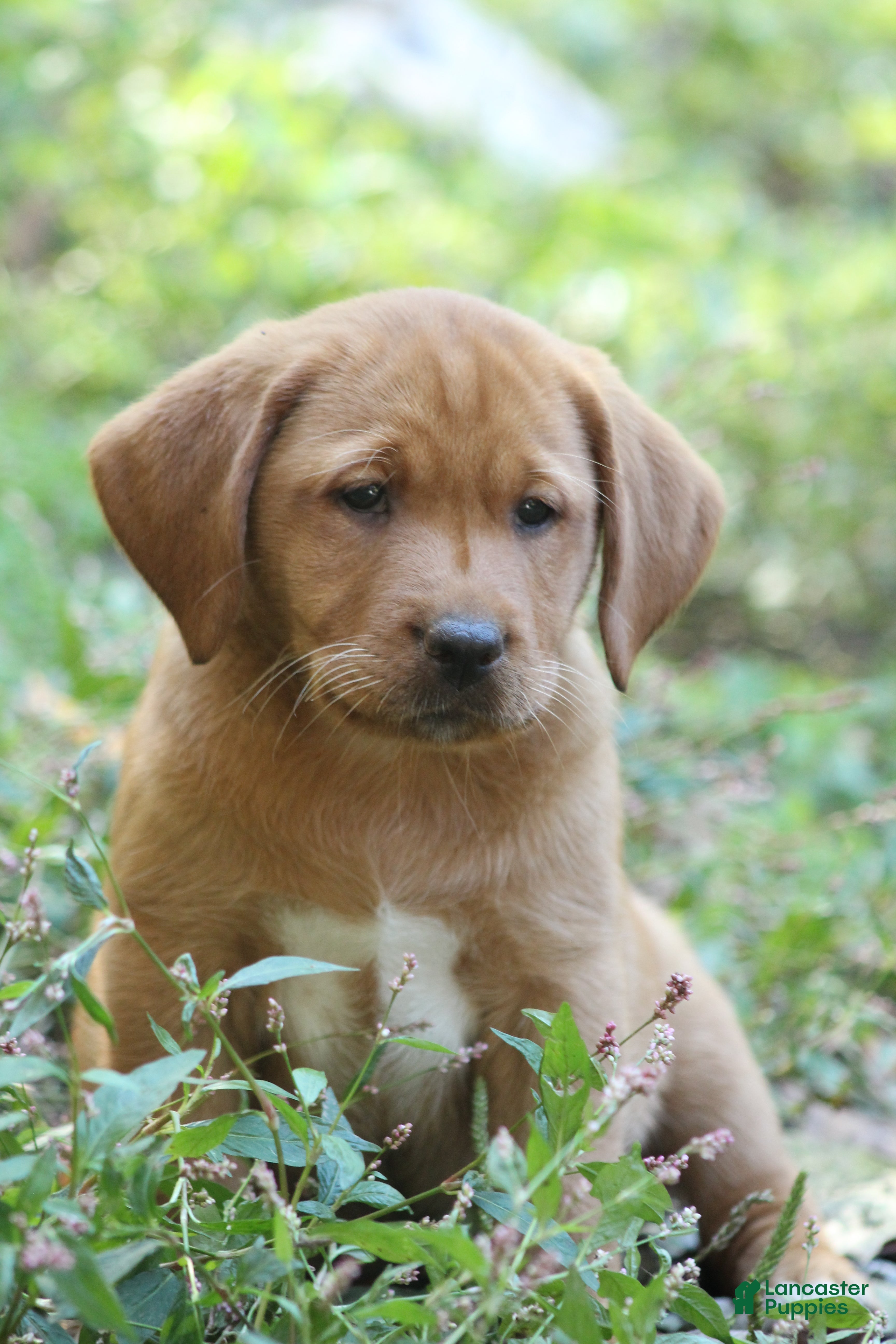 Labrador Retriever dogs Tinker - Ad 1