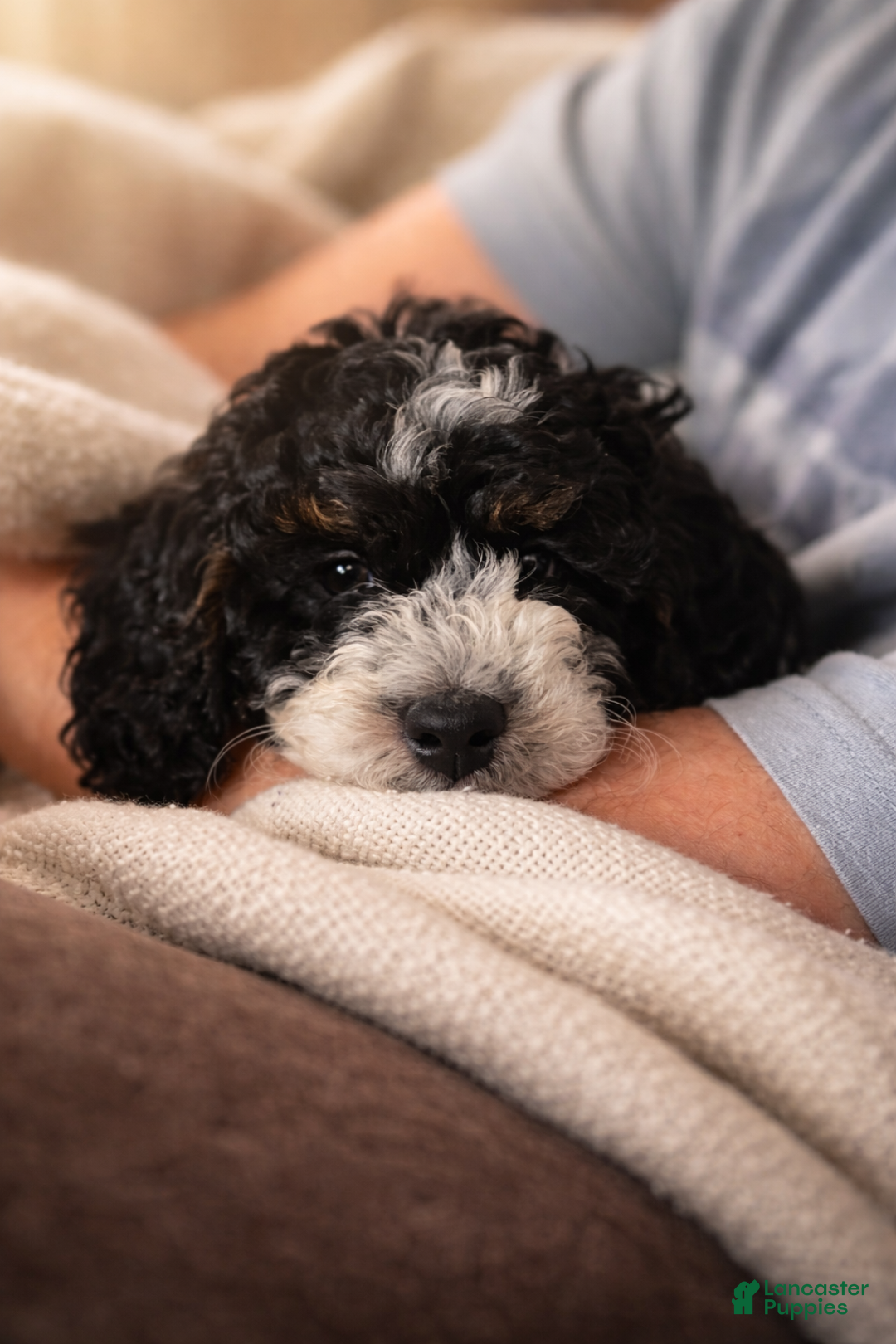 Mini Sheepadoodle dogs for sale: Red-Peppermint - Ad 9