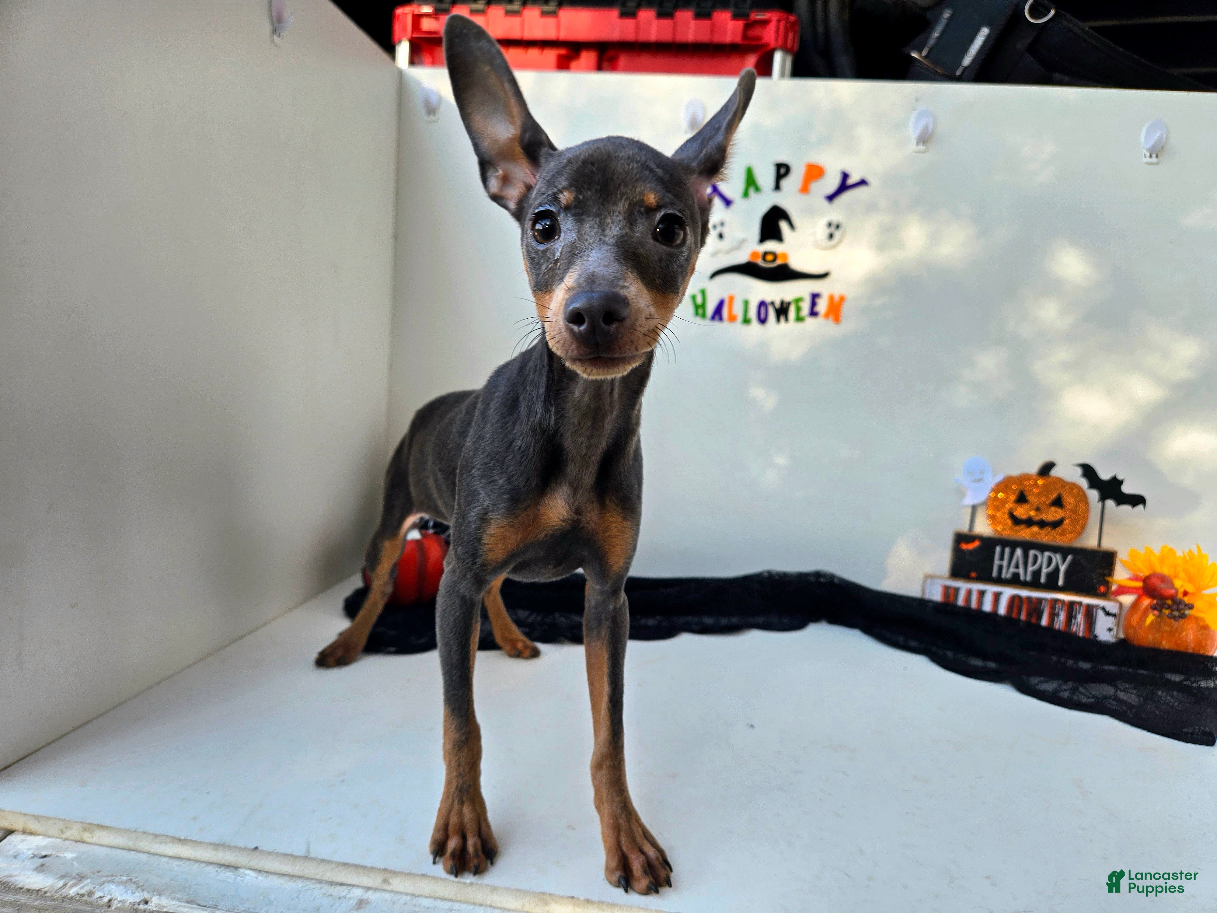 Miniature Pinscher dogs Echo - Ad 31