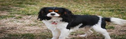 Cavalier King Charles Spaniel dogs for sale: Chester - Ad 6