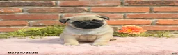Pug dogs for sale: Jasper - Ad 5