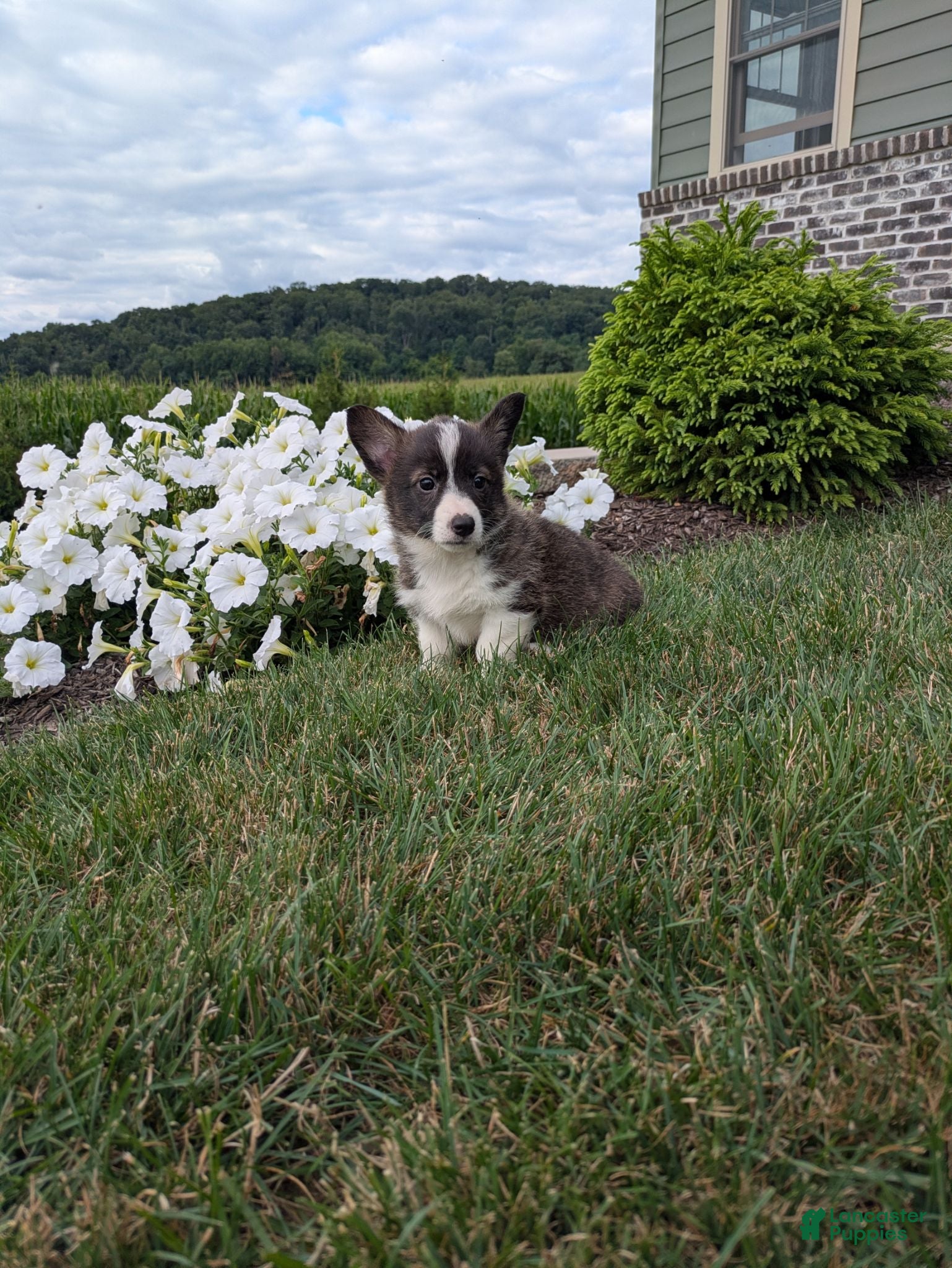 Welsh Corgi Pembroke dogs for sale: Princess  - Ad 3